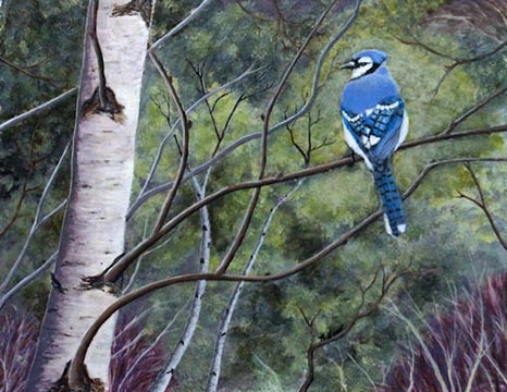 Blue Jay in Birch