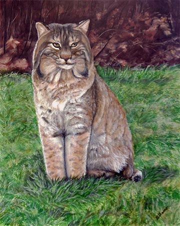 Bobcat