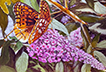 Great Spangled Fritillary