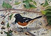 Towhee & Ivy